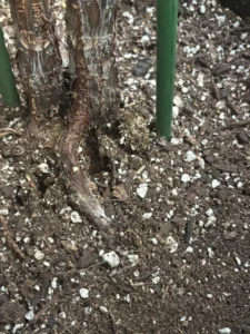 plantpulse inspo